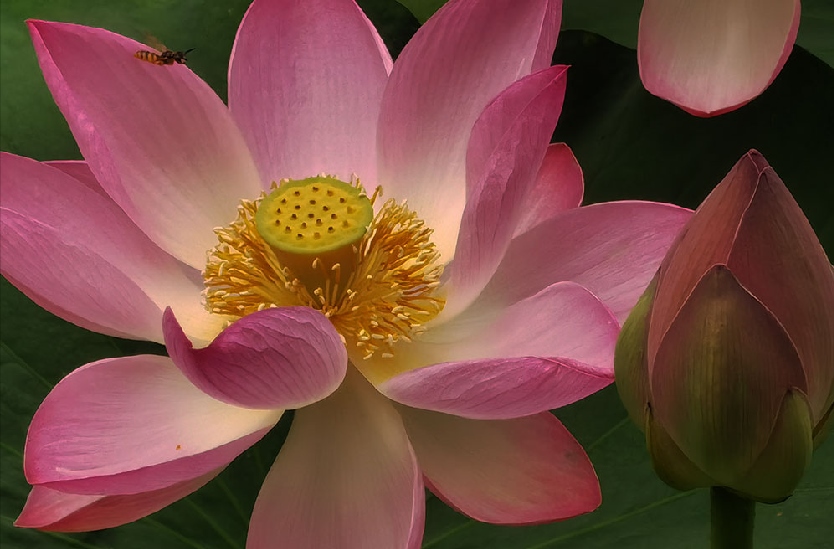 青城荷花別樣紅