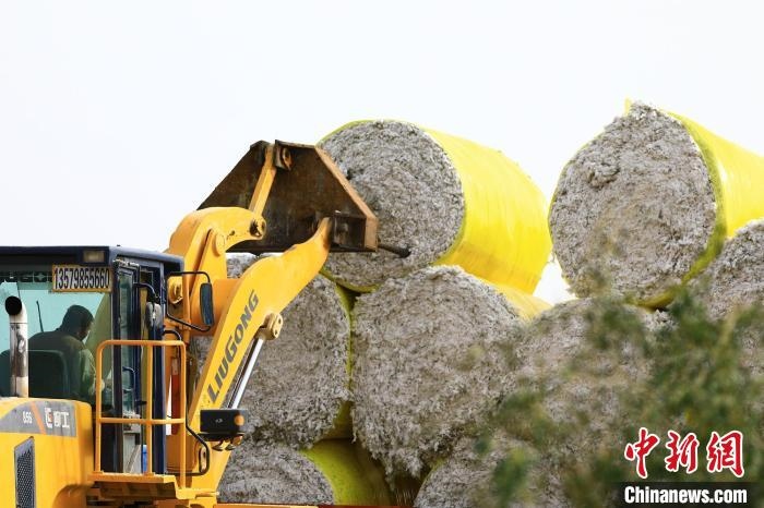 叉車將采棉機(jī)吐出的“金蛋蛋”裝車?！「唠p強(qiáng) 攝