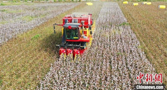 采棉機(jī)正在采收棉花，猶如在五線譜上跳動(dòng)的音符，正在演奏豐收的樂章?！∷谓?攝