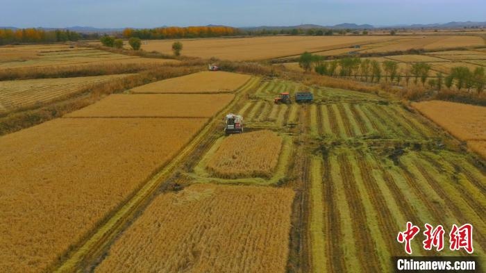 圖為科右中旗杜爾基鎮(zhèn)雙金嘎查的萬畝水稻田進入集中收割期。　趙殿威 攝