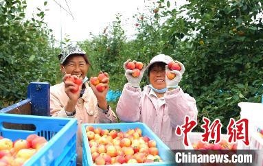 圖為興安盟沙果迎豐收?！】朴仪捌煳麄鞑抗﹫D