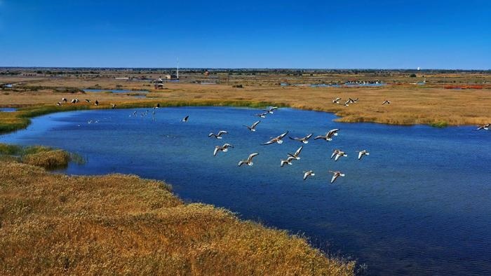 △黃河三角洲擁有天然蘆葦270平方公里，是東北亞內(nèi)陸和環(huán)西太平洋鳥類遷徙重要的“中轉(zhuǎn)站”、越冬地和繁殖地。(總臺(tái)央視記者李煒、程鋮拍攝)
