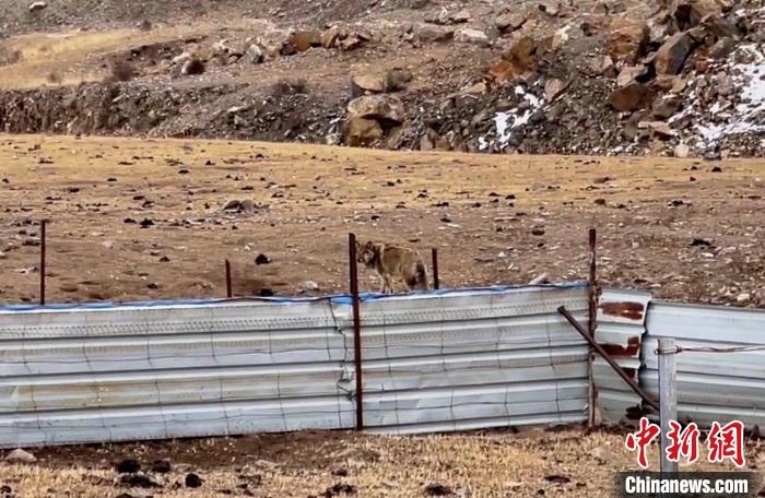 圖為闖入村民家中的野狼?！∨d海縣公安局溫泉派出所供圖