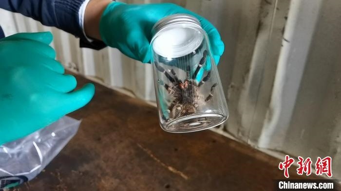 張家港海關(guān)工作人員截獲捕鳥蛛。　王健超 攝