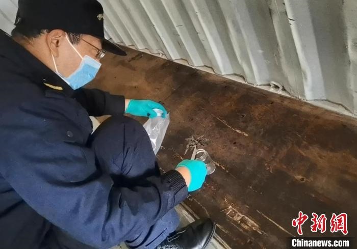 張家港海關(guān)工作人員截獲捕鳥蛛。　王健超 攝