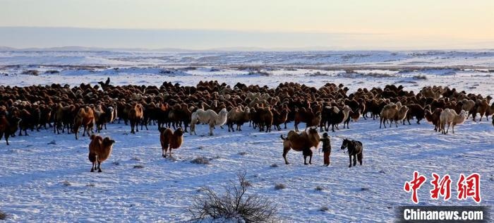 進(jìn)入冬季，駱駝在戈壁灘上散養(yǎng)。　郭靜琨 攝