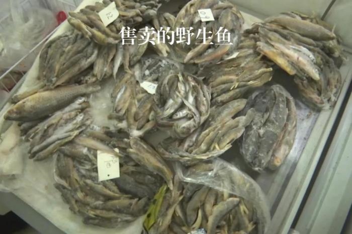 2021年12月6日，督察組現(xiàn)場隨機抽查發(fā)現(xiàn)，保護區(qū)附近餐館仍然存在非法經(jīng)營野生河魚的問題