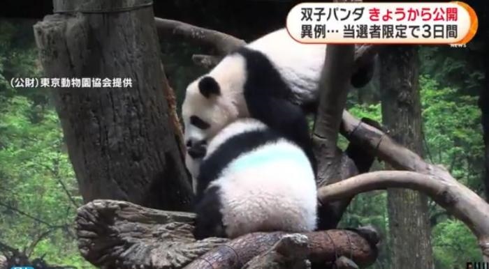 12日，日本東京上野動物園的旅日雙胞胎熊貓開始同游客見面。(圖片來源：日本富士電視臺視頻截圖)