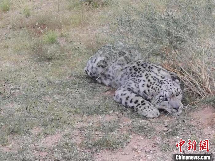 圖為在四子王旗發(fā)現(xiàn)的雪豹(資料圖)。　四子王旗警方供圖