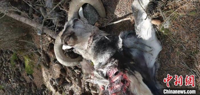 圖為疑似雪豹捕食巖羊的殘骸(資料圖)。　內(nèi)蒙古賀蘭山國(guó)家級(jí)自然保護(hù)區(qū)供圖