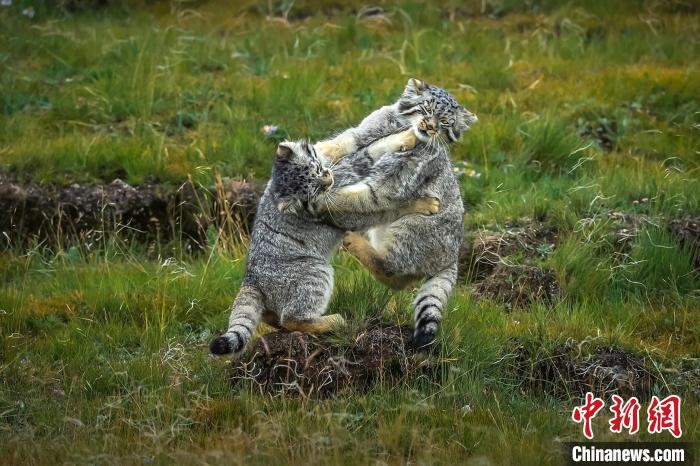 圖為作品《難分伯仲》?！〗股?攝