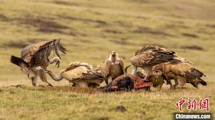 圖為作品《聚會》?！℃夭疾夭爬?攝