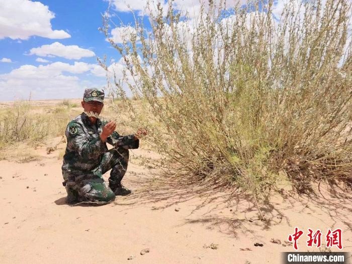 圖為謝寶民查看梭梭長(zhǎng)勢(shì)。　受訪(fǎng)者供圖