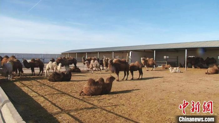 圖為額濟納旗駝奶產(chǎn)業(yè)基地?！⊥蹰L梅 攝