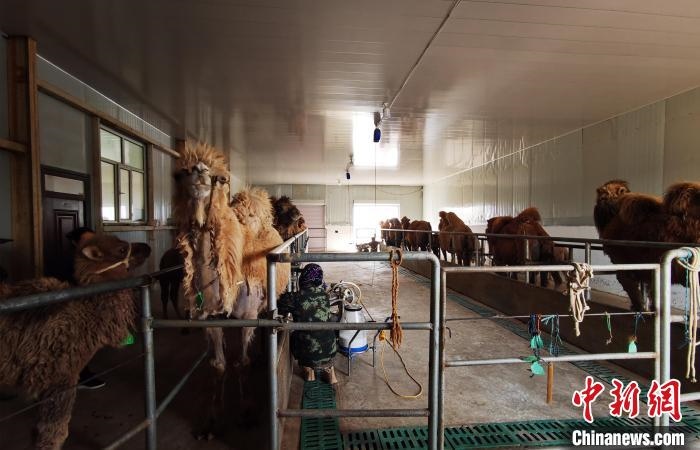 圖為共人正在給駱駝擠奶?！⊥蹰L梅 攝