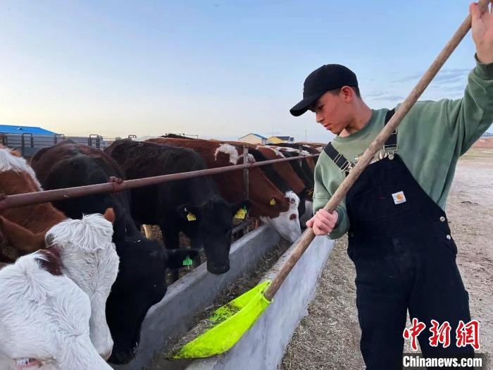 圖為敖木希勒在喂牛?！“侥鞠＠展﹫D