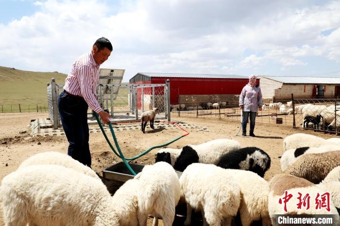 圖為圖門達來在喂羊?！埵鹧?攝