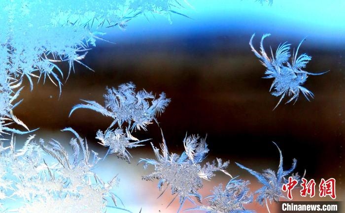 玉樹(shù)瓊枝盈滿窗?！O書程 攝