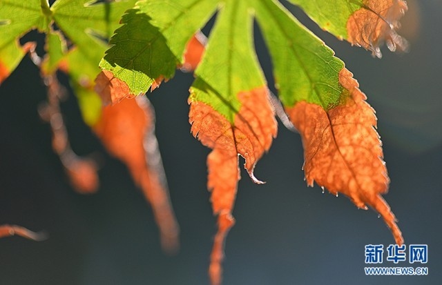 1662607516847209.jpg 00300584739_658194de.jpg