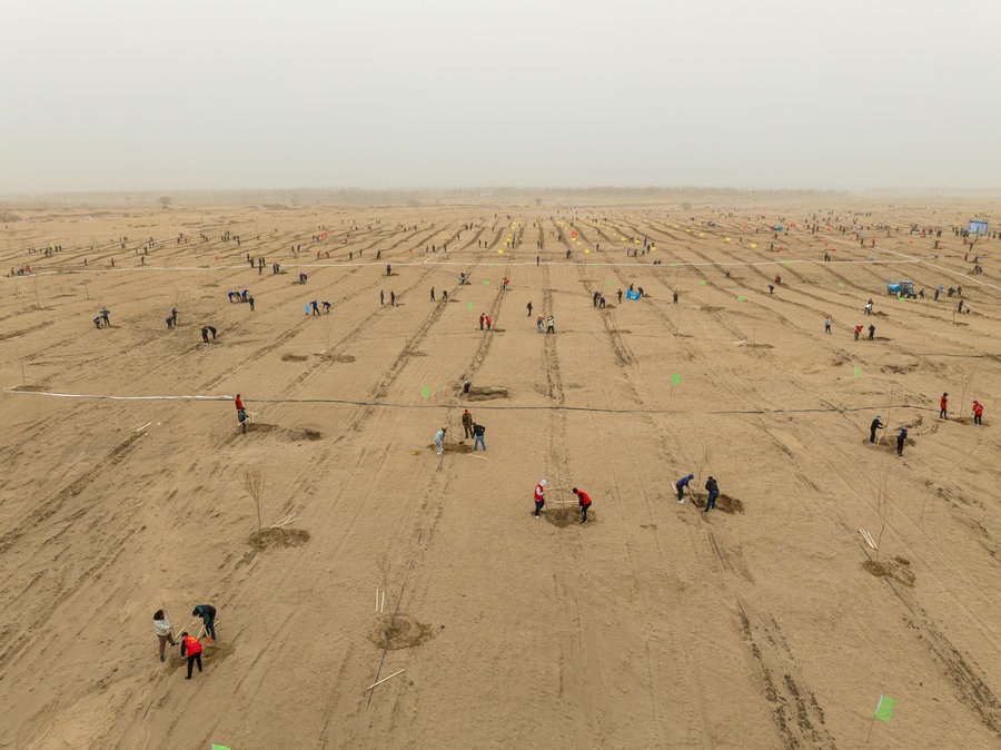 在高力板鎮(zhèn)花道卜和沙木嘎嘎查治理區(qū)，廣大干部群眾手植新綠，播種希望 （攝影：包寶音德力格爾）.JPG