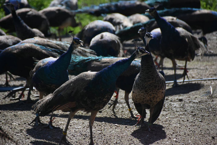 1751851985184907.jpg 烏蘭4.jpg