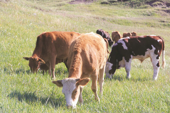 1760669780877030.jpg 農業(yè)3.jpg