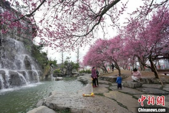 2月23日，市民在乾藝梅園景區(qū)觀賞綻放的梅花。陳興輝 攝