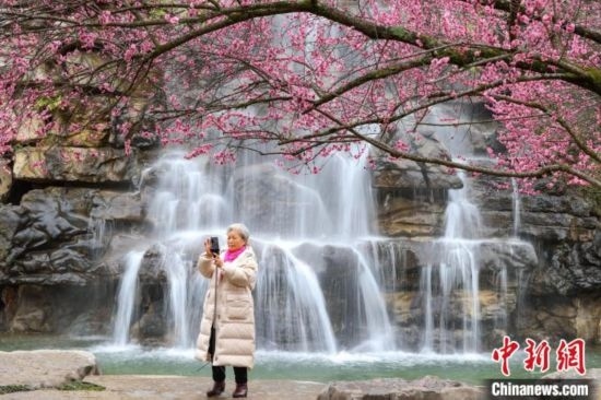 2月23日，市民在乾藝梅園景區(qū)拍攝綻放的梅花。瞿宏倫 攝