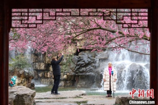 2月23日，市民在乾藝梅園景區(qū)觀賞拍攝綻放的梅花。瞿宏倫 攝