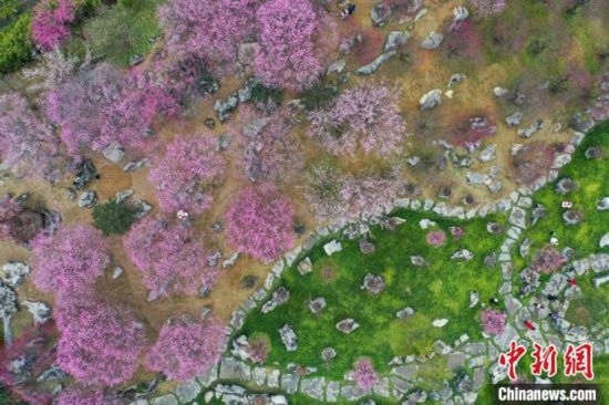 2月23日，航拍乾藝梅園景區(qū)綻放的梅花。瞿宏倫 攝