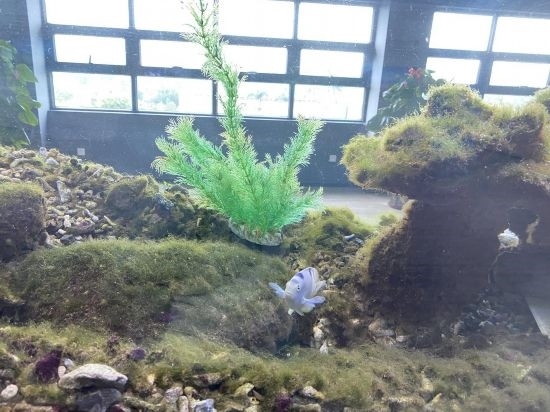 圖為寶鋼湛江鋼鐵水控中心，觀賞海魚在鋼渣漁礁里游動