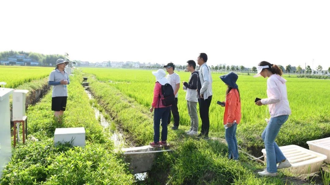 △云南大理古生村科技小院成員在田間調(diào)查。