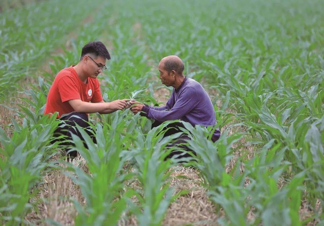 △科技小院的學(xué)生在給村民講解玉米種植知識。
