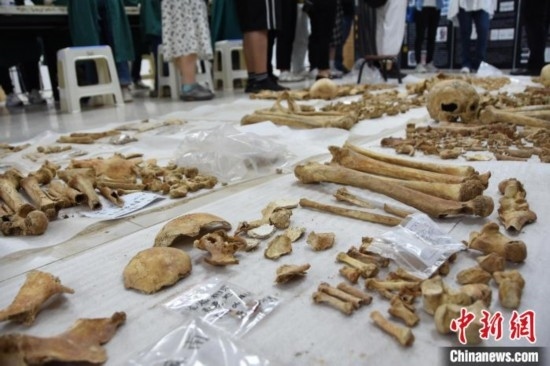 圖為已清理完畢的骨骼標(biāo)本。王宇 攝