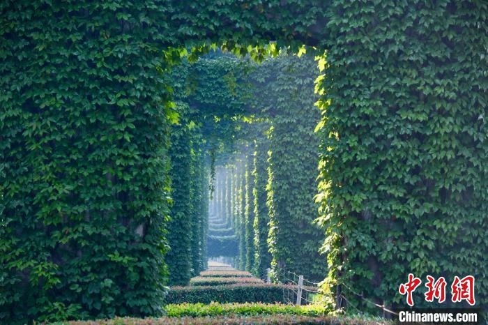 成都二環(huán)高架橋墩被植被爬滿，形成“綠野仙蹤”景觀?！埨?攝