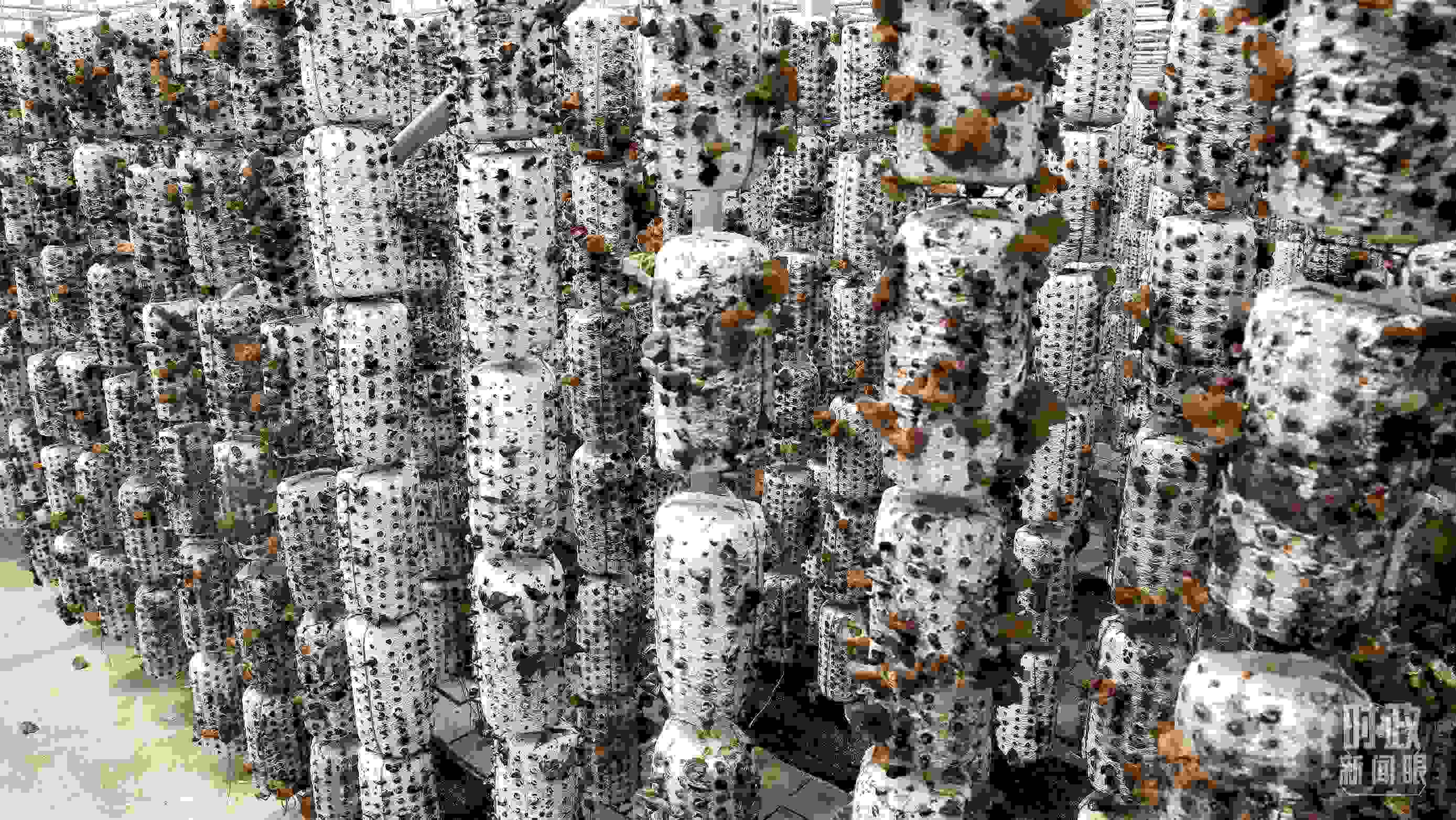 △金米村的小木耳、大產(chǎn)業(yè)。（圖／視覺中國）