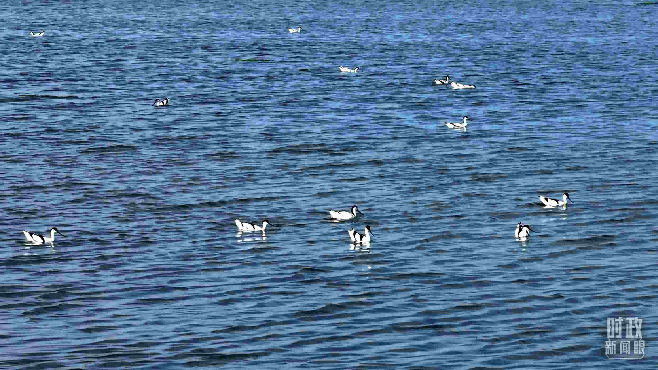 △鹽湖棲息的鳥類。（總臺(tái)記者裴大偉、康曉宇拍攝）