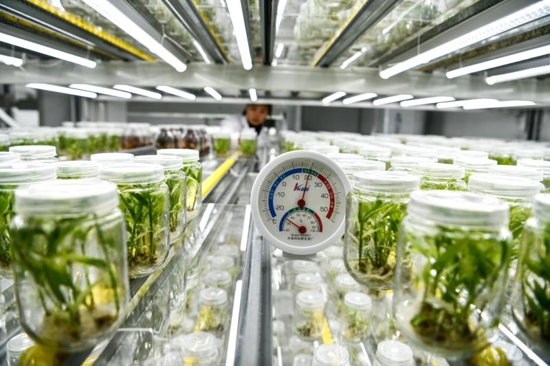 工作人員在貴陽(yáng)市開陽(yáng)縣南江蔬菜良種繁育中心的組培中心查看姜苗生長(zhǎng)情況（2023年5月23日攝）。新華社記者 楊文斌 攝
