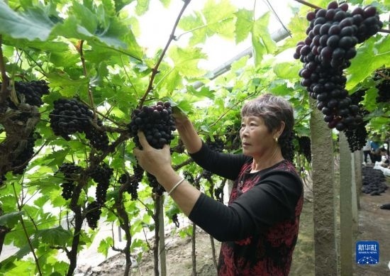 5月26日，唐山市海港經(jīng)濟(jì)開發(fā)區(qū)王灘鎮(zhèn)趙灘村農(nóng)民在大棚內(nèi)采摘葡萄。