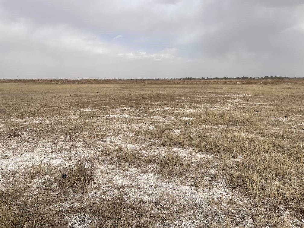 撂荒后的部分地塊已現(xiàn)鹽堿。 人民網(wǎng)記者 楊喬攝