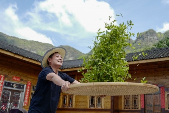 2023年4月19日，重慶市南川區(qū)德隆鎮(zhèn)茶樹村一個(gè)居民點(diǎn)，制茶工藝傳承人在幫助村民翻曬新鮮茶葉。