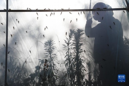 6月21日，山東省樂陵市西段鄉(xiāng)岔河村東亞飛蝗養(yǎng)殖基地的養(yǎng)殖戶在大棚內(nèi)忙碌。新華社記者 范長國 攝