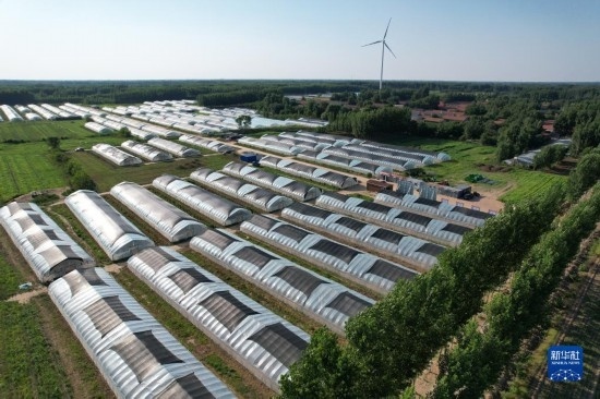 這是6月21日在山東省樂陵市西段鄉(xiāng)岔河村拍攝的東亞飛蝗養(yǎng)殖基地（無人機照片）。新華社記者 范長國 攝