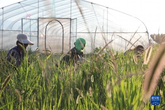6月21日，山東省樂陵市西段鄉(xiāng)岔河村東亞飛蝗養(yǎng)殖基地的螞蚱養(yǎng)殖戶在割草。新華社記者 范長國 攝
