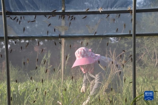 6月21日，山東省樂陵市西段鄉(xiāng)岔河村東亞飛蝗養(yǎng)殖基地的螞蚱養(yǎng)殖戶在割草。新華社記者 范長國 攝
