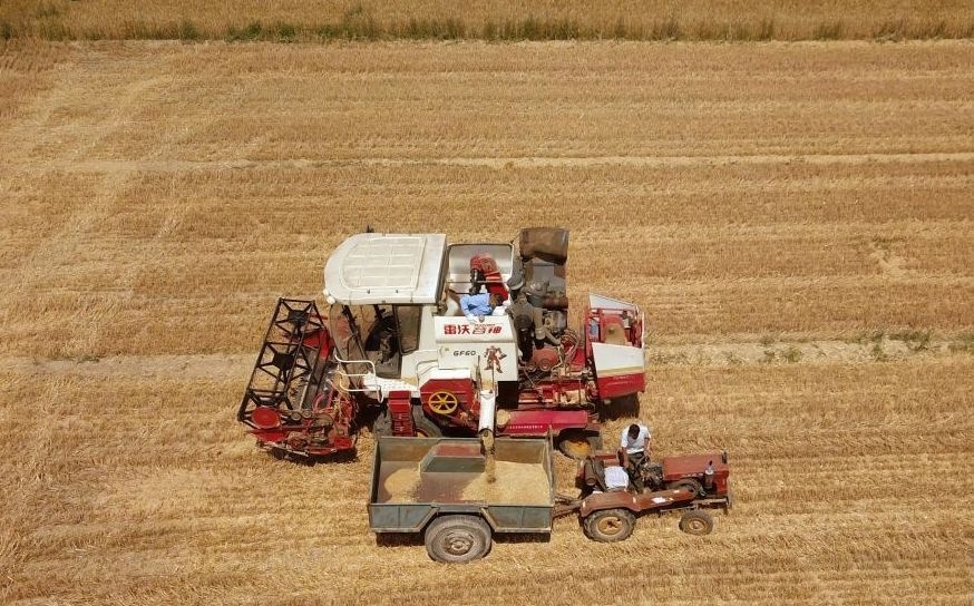 2023年6月14日，在山東省臨邑縣林子鎮(zhèn)，聯(lián)合收割機(jī)在收獲小麥。