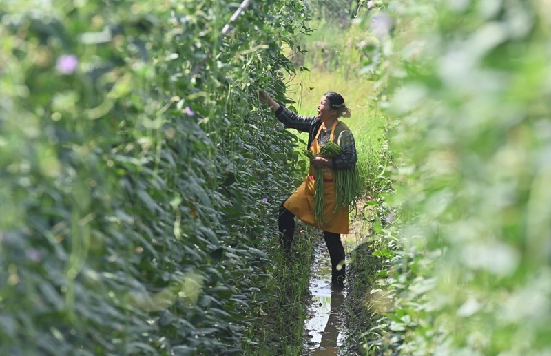 2023年6月15日，在廣西柳州市鹿寨縣中渡鎮(zhèn)石墨村，村民在高標(biāo)準(zhǔn)農(nóng)田里采收豆角。