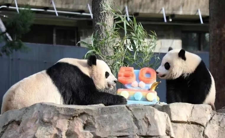 2022年，美國國家動物園舉辦活動慶祝大熊貓抵美50周年，園方為大熊貓“美香”“添添”和“小奇跡”一家三口準備了有“50”字樣的冰凍水果蛋糕。（圖片來源：雅安市廣播電視臺）