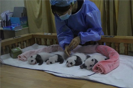 成都大熊貓繁育研究基地成立于1987年，先后攻克了大熊貓人工飼養(yǎng)與管理、繁殖與育幼、疾病防控與種群遺傳管理等關鍵技術難題，建成全球最大的大熊貓人工繁育遷地保護種群，數量達230余只。（圖片來源：成都大熊貓繁育研究基地網站）