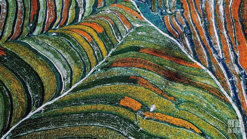 寧夏彭陽縣。萬壽菊與格?；ㄊ㈤_在錯落的山間梯田上。（總臺國廣記者李晉拍攝）